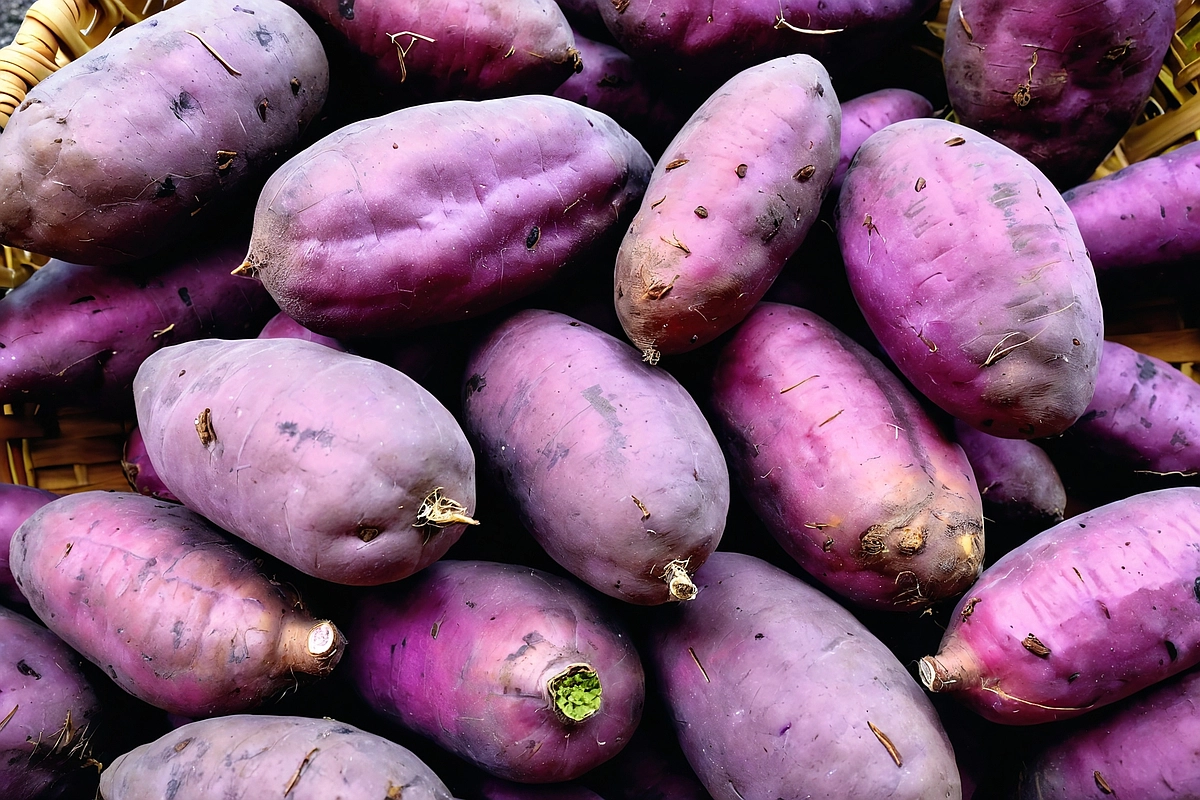 Freshly harvested purple sweet potatoes on a rustic wooden surface